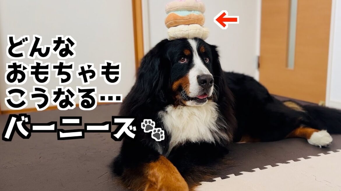 どんなおもちゃもやっぱりこうなるバーニーズ🐾ドギーボックス開封‼️