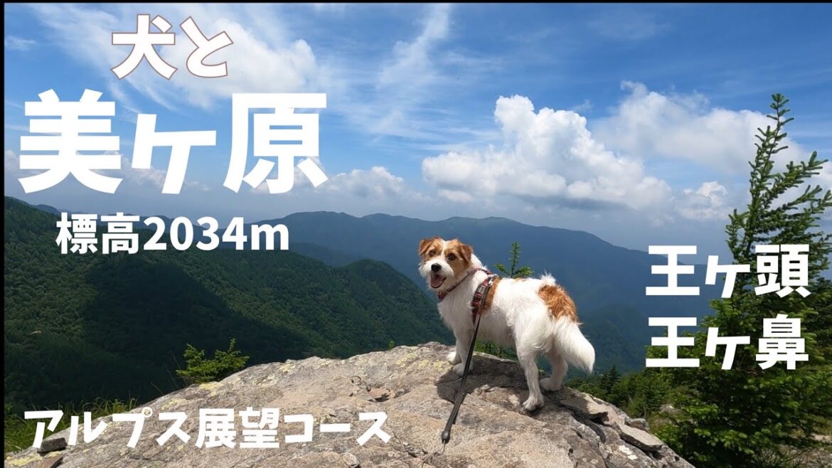 【犬と日本百名山㉕】ジャックラッセルテリアと美ヶ原 / hike with dog in Japan jack russell terrier