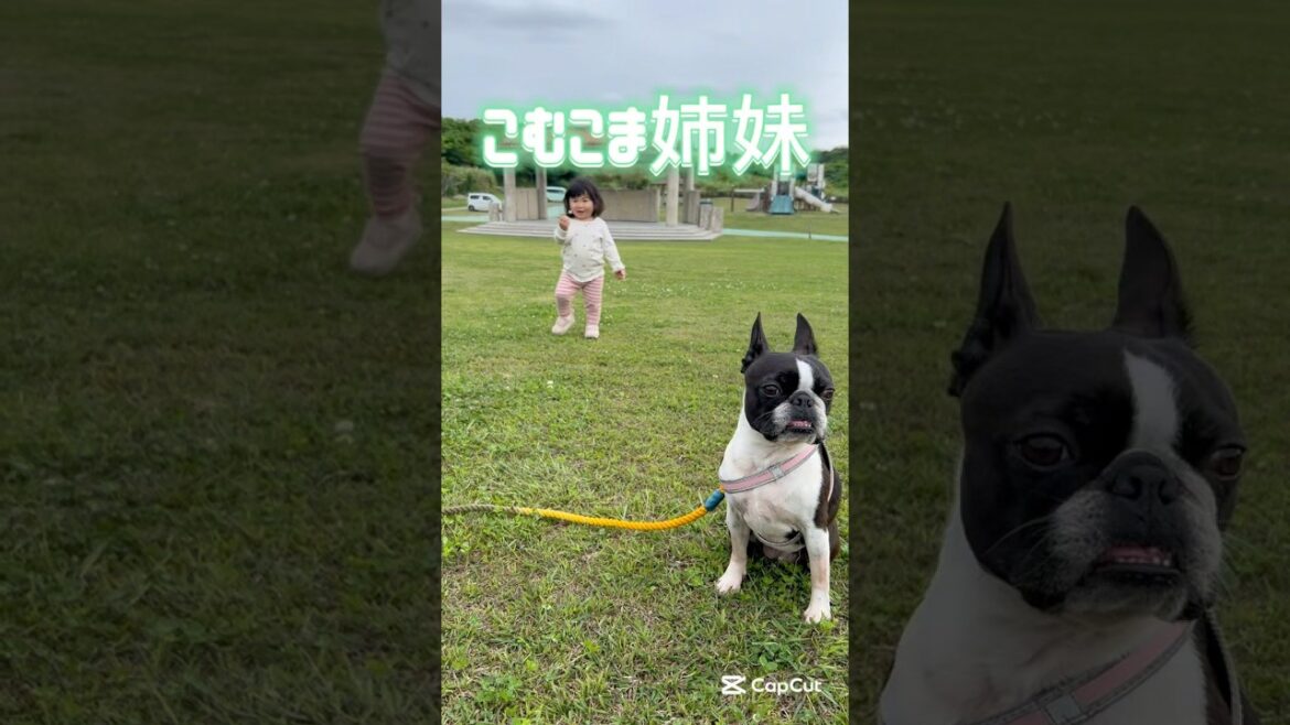 そして…ずっこけこまち💦 【こむこま姉妹】 #shorts