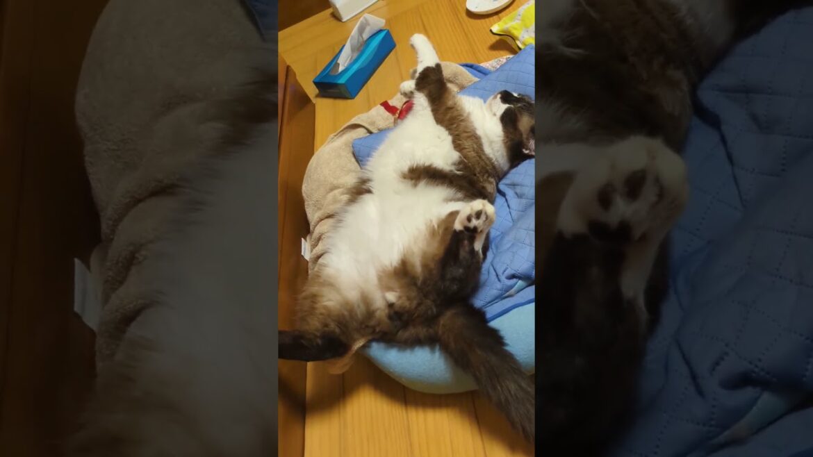 「そらくん」熟睡から、カメラの気配に気づきだす#shortsyoutube #スノーシュー猫