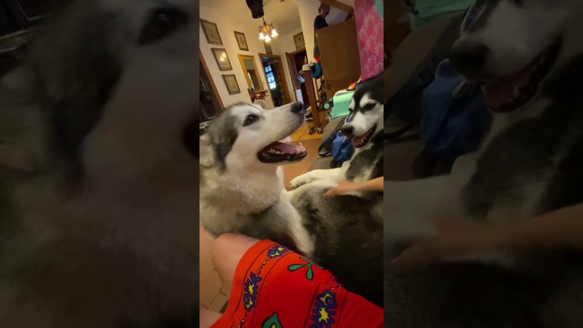 What Does My Alaskan Malamutes Want Now? #alaskanmalamutes #adogslife #malamutelovers What Does My Alaskan Malamutes Want Now? #alaskanmalamutes #adogslife #malamutelovers