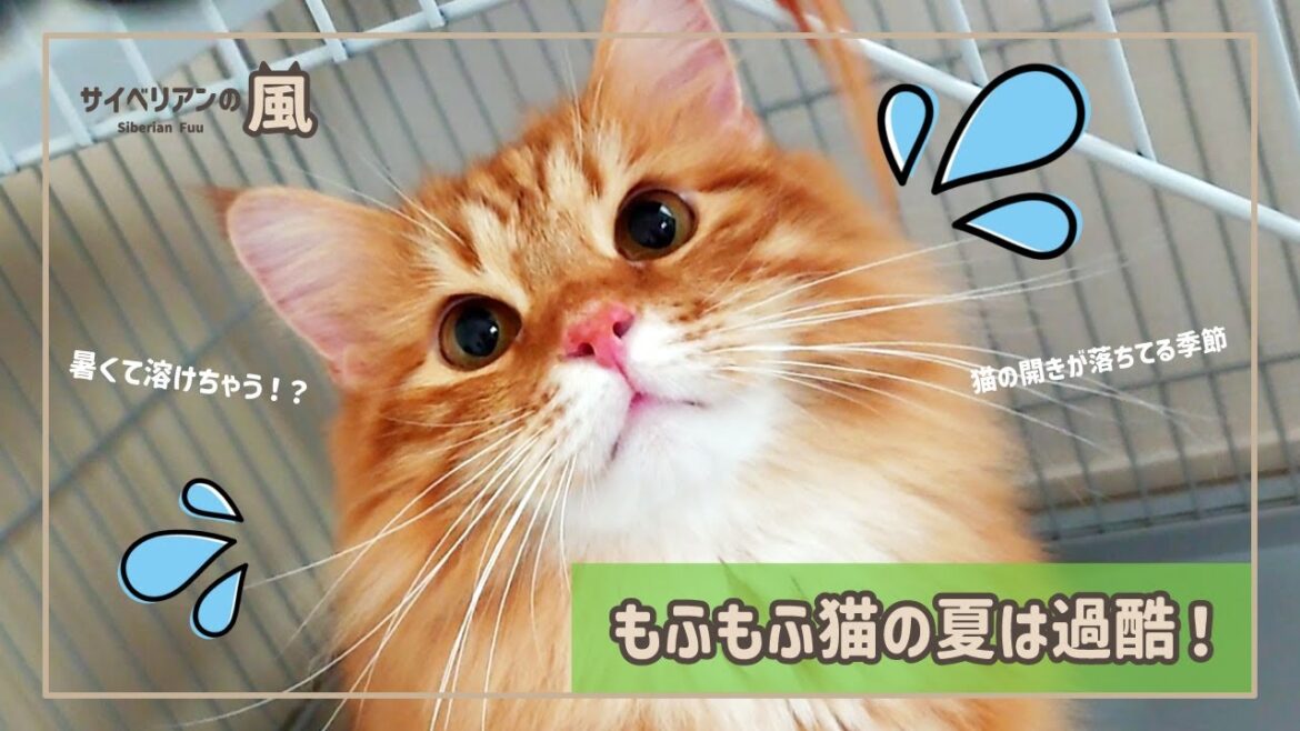 【#59】もふもふ猫の夏は過酷！【サイベリアンの男の子】