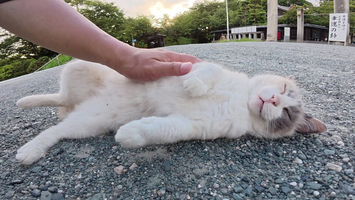 黒猫とシャム猫の神主さんが夕方の神社をパトロールする
