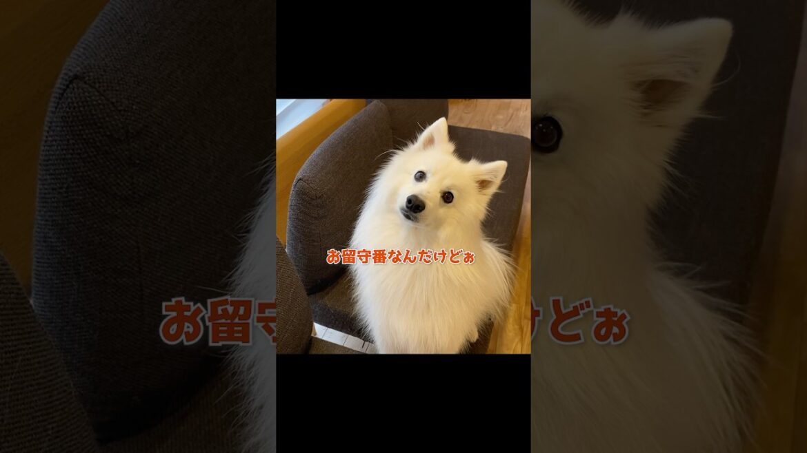 言葉の意味半分くらいわかってるかもしれない日本スピッツ　#中型犬 #shorts