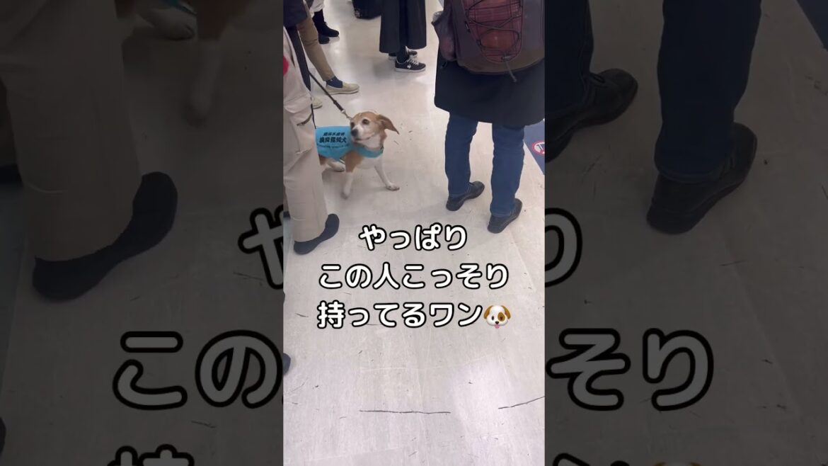 かわいい空港職員さん発見 #ビーグル #検疫探知犬 #犬 #かわいい #beagle #羽田空港
