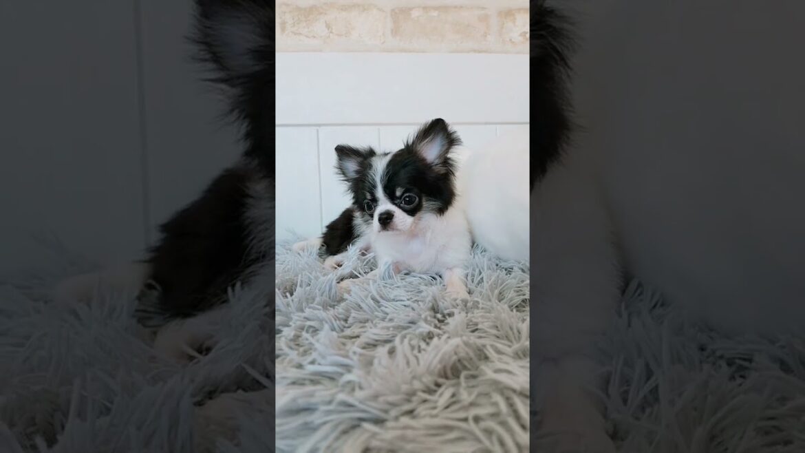 【チワワ】ロングコートチワワのトライカラーの女の子🎵#チワワ#チワワブリーダー#チワワトライカラー#chihuahua #プリティードッグ