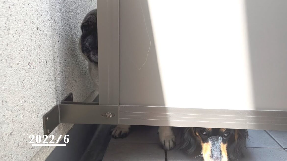 2022年6月　お隣のパグ&ダックスフンド、ナンシーの水飲み