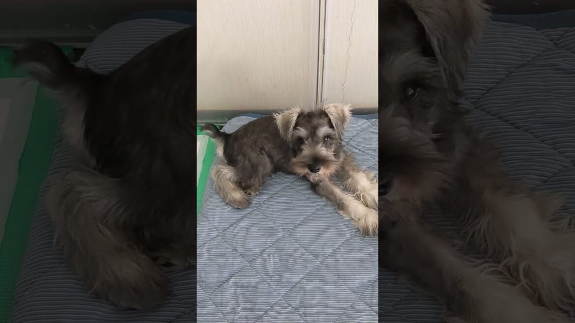 ミニチュアシュナウザー