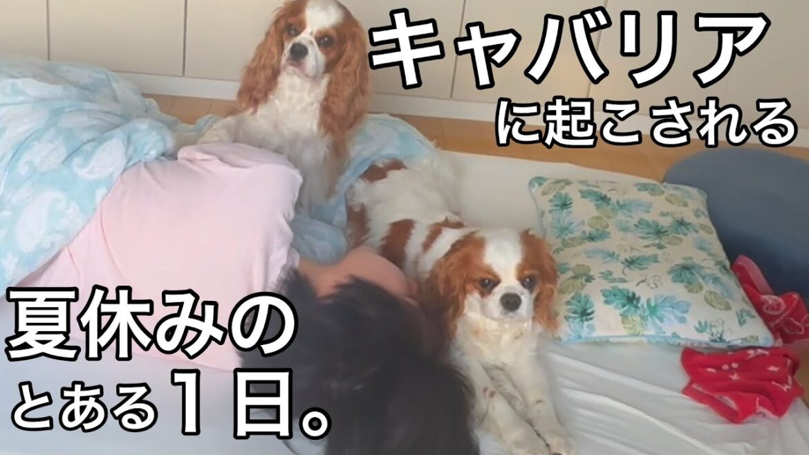 キャバリア２匹に起こされる生産性ゼロな夏休みの１日