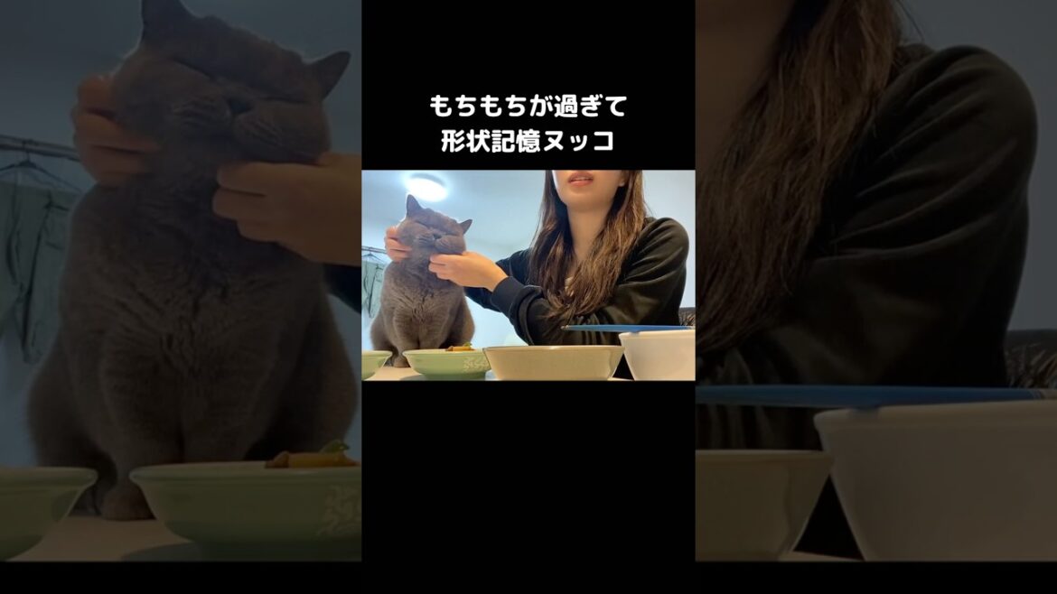 感触としてはお母さんの二の腕に近い #ブリティッシュショートヘア #黒猫 #ブリティッシュ #shorts 感触としてはお母さんの二の腕に近い #ブリティッシュショートヘア #黒猫 #ブリティッシュ #shorts