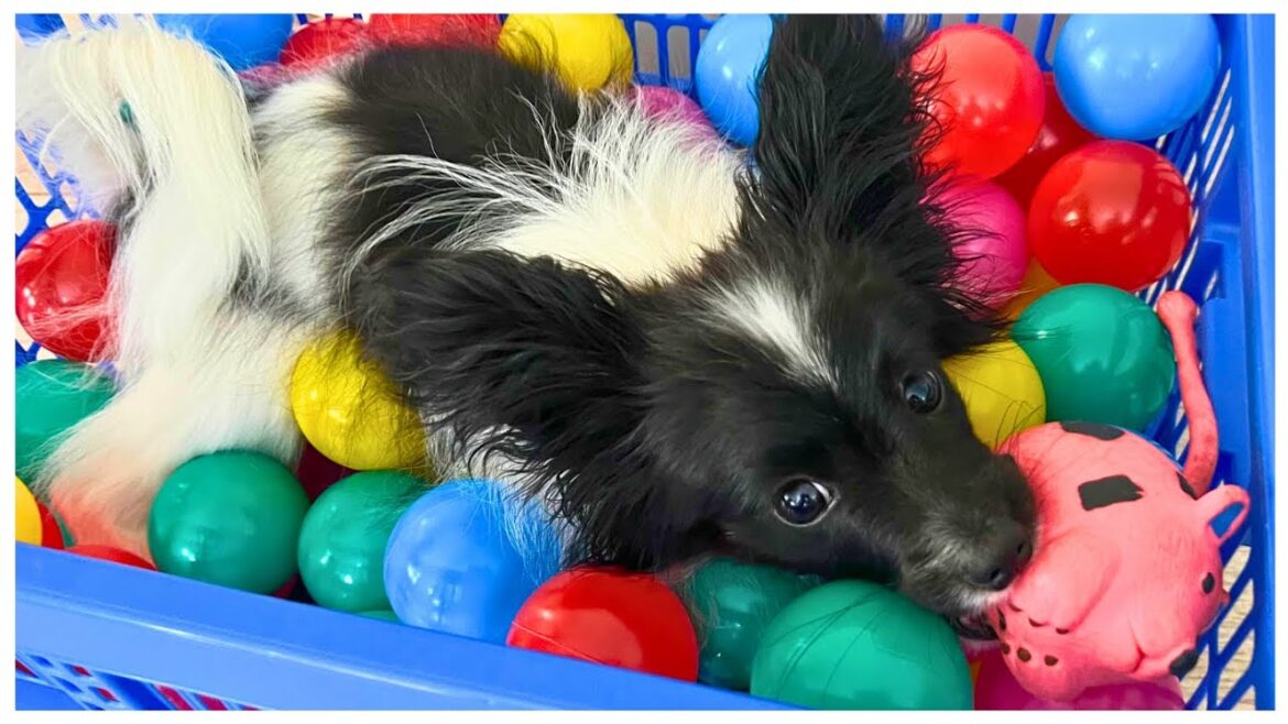 Cute PaPiLLoN PuPPY Builds His Own Ball Pit! 🐾 Cute PaPiLLoN PuPPY Builds His Own Ball Pit! 🐾
