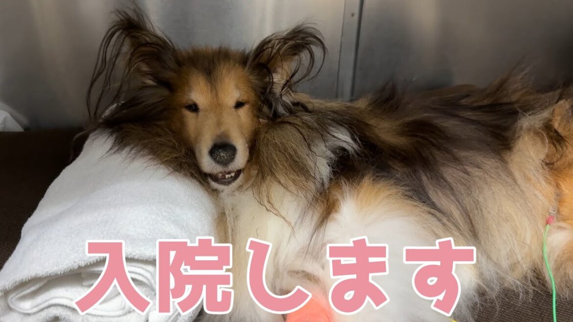 【シェルティ】入院します🏥【ごめんね】 【シェルティ】入院します🏥【ごめんね】