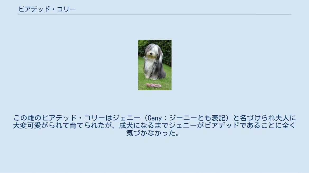 ビアデッド・コリー