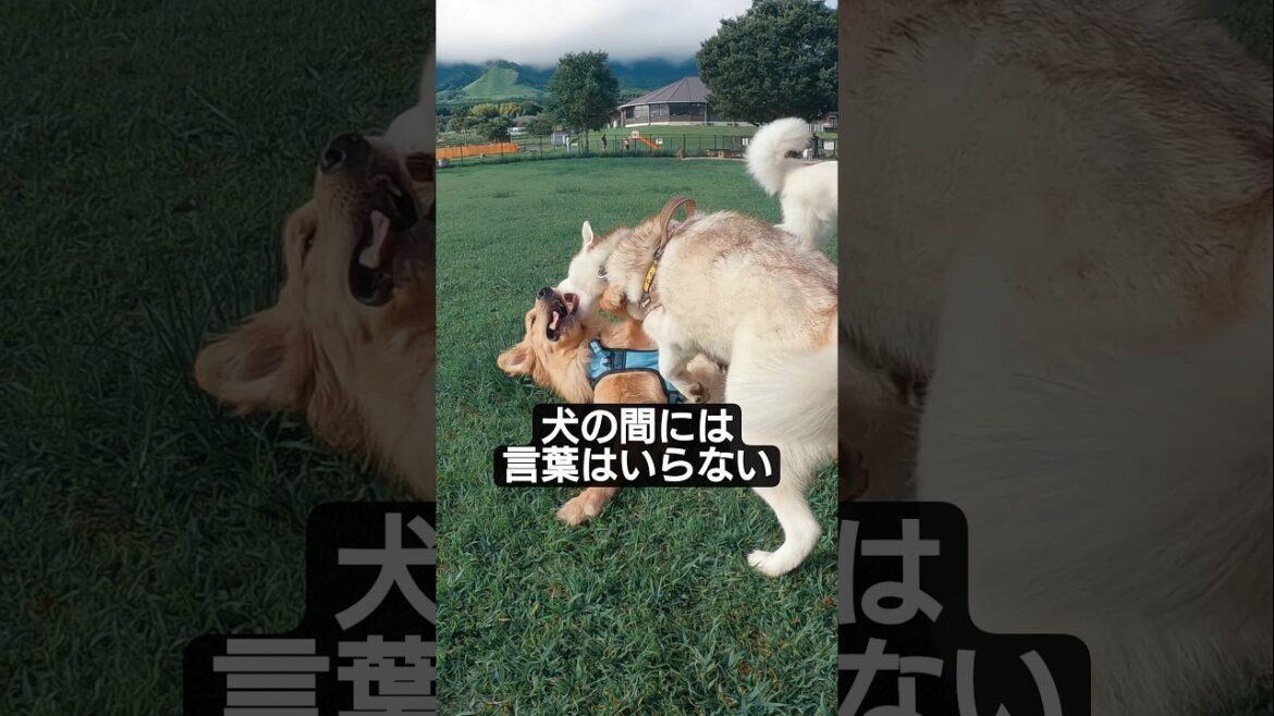 犬の間に言葉入らない! #シベリアンハスキー #ドッグラン #大型犬 #フリモメン #バーニーズマウンテンドッグ #ビーグル #ゴールデンレトリバー