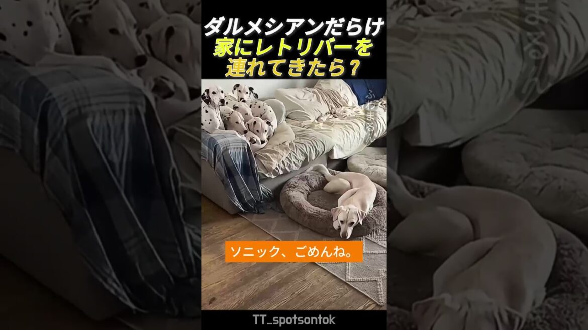 ダルメシアンだらけの家にレトリバーを連れてきたら？