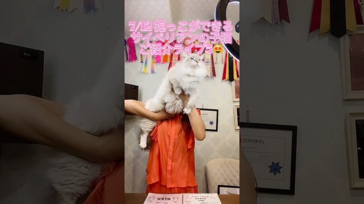 #サイベリアン #子ネコ を探すなら吉祥寺のロイヤルキャッツ❣️ #猫好きさんと繋がりたい #ペットショップ