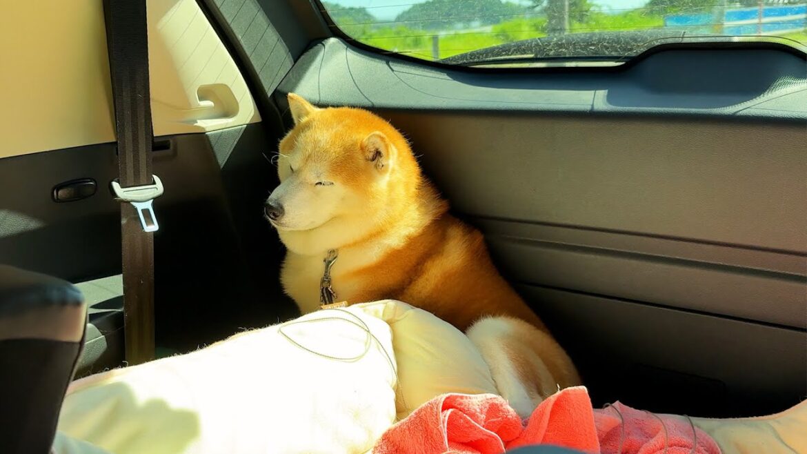 勝手にコーナーまで追い詰められている柴犬