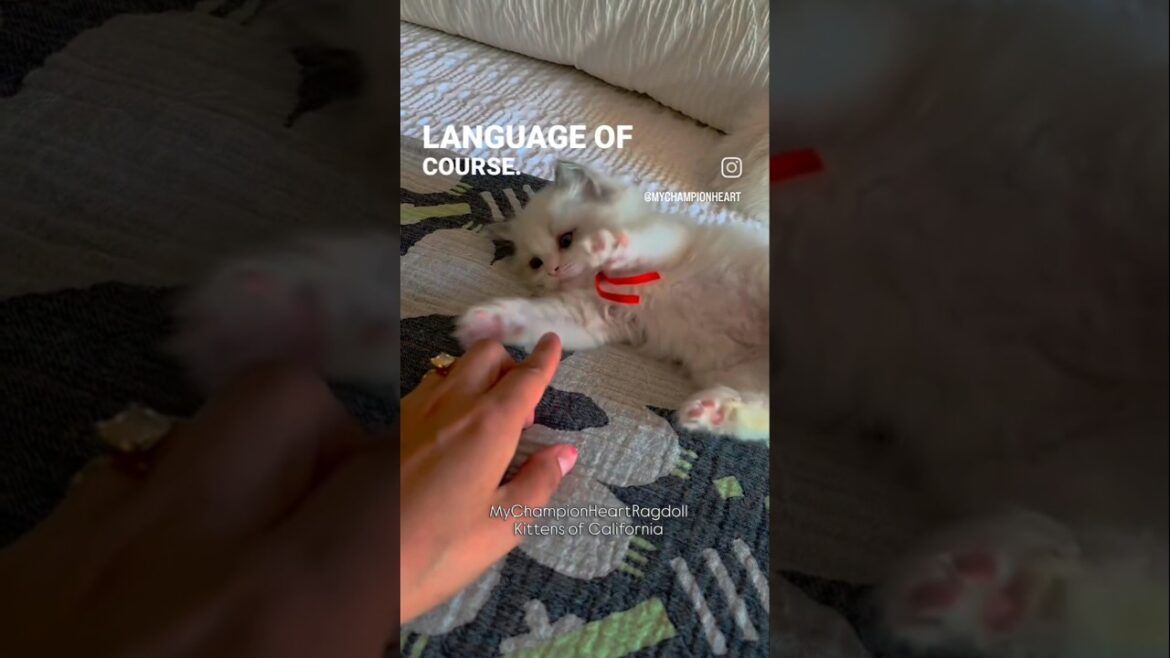 Hiccup tiny ragdoll kitten | CA  [2025]