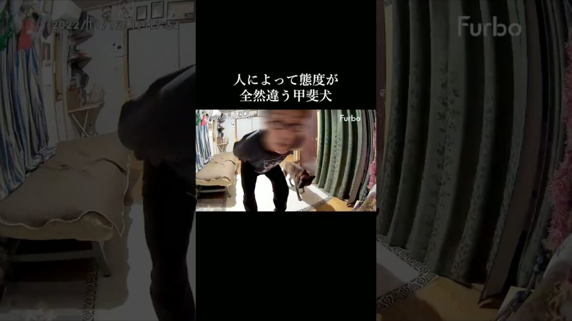 人によって反応が全然違う甲斐犬 #甲斐犬 #柴犬　#youtubeshorts