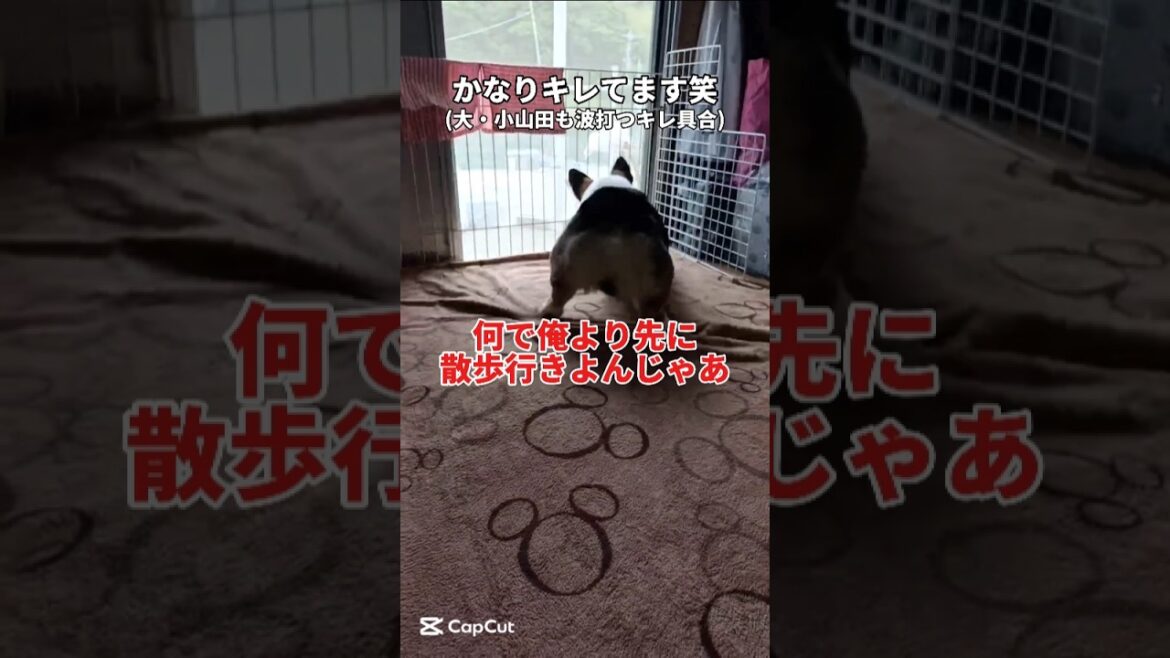 完全ご立腹‼️〜キレる、文句たれる#コーギー#コーギー犬#コーギーのいる暮らし#corgi#corgilife#shorts