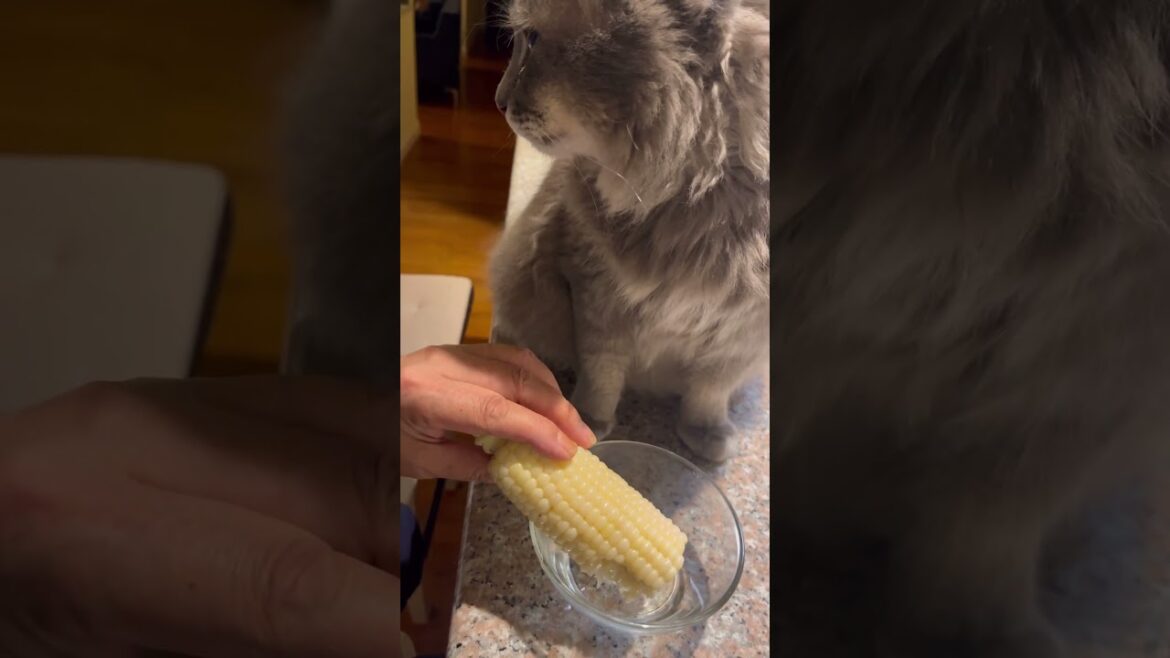 お魚天国とうもろこし編 #ねこ動画 #アメリカンカール #かわいい猫 #猫あるある