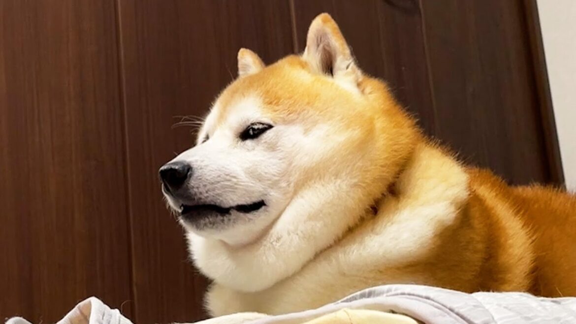 寝る寝る詐欺をするたびに家族の反応を確認する柴犬