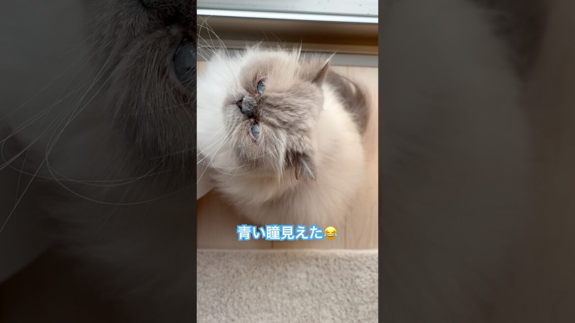 青い瞳見えたー！ヒマラヤンのマーベル🐈🐾 #猫のいる暮らし #猫のいる生活 #猫好きさんと繋がりたい #cat #元気になる動画 #shorts