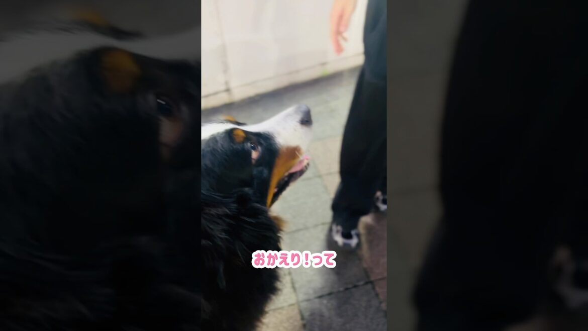 飼い主を見つけて大喜び！リード噛んじゃうバーニーズ🐾