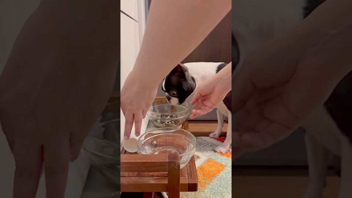 おはよう！メルの朝ごはん #ボストンテリア #ボステリ #bostonterrier