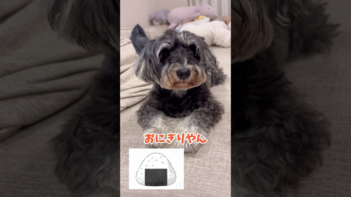 顔のフォルムがおにぎりなわんこ🍙 #わんこ #シュナウザー #元気になる動画 #可愛い #ミニチュアシュナウザー #元気お届け #おもしろ #癒し #面白い #おにぎり #トリミング