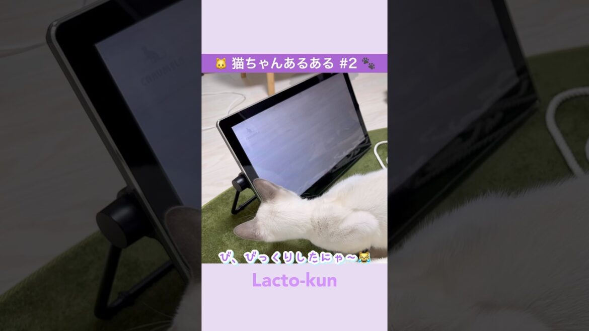 #猫動画 #catshorts #猫あるある【猫ちゃんあるある#2】テレビのネズミを信じすぎた猫の末路が可愛すぎた【トンキニーズ】