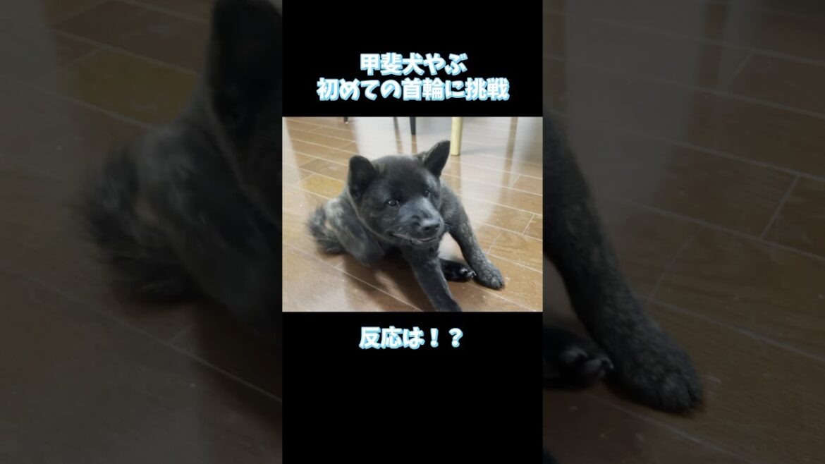 初めて首輪をつけた甲斐犬やぶが可愛すぎる！#ペット #子犬  #甲斐犬 #いぬのいる生活 #甲斐犬やぶ