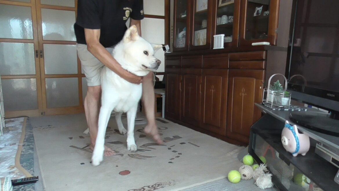【秋田犬ゆうき】朝飲む予定だった薬を忘れてて今飲めと言われても素直に協力できない【akita dog】