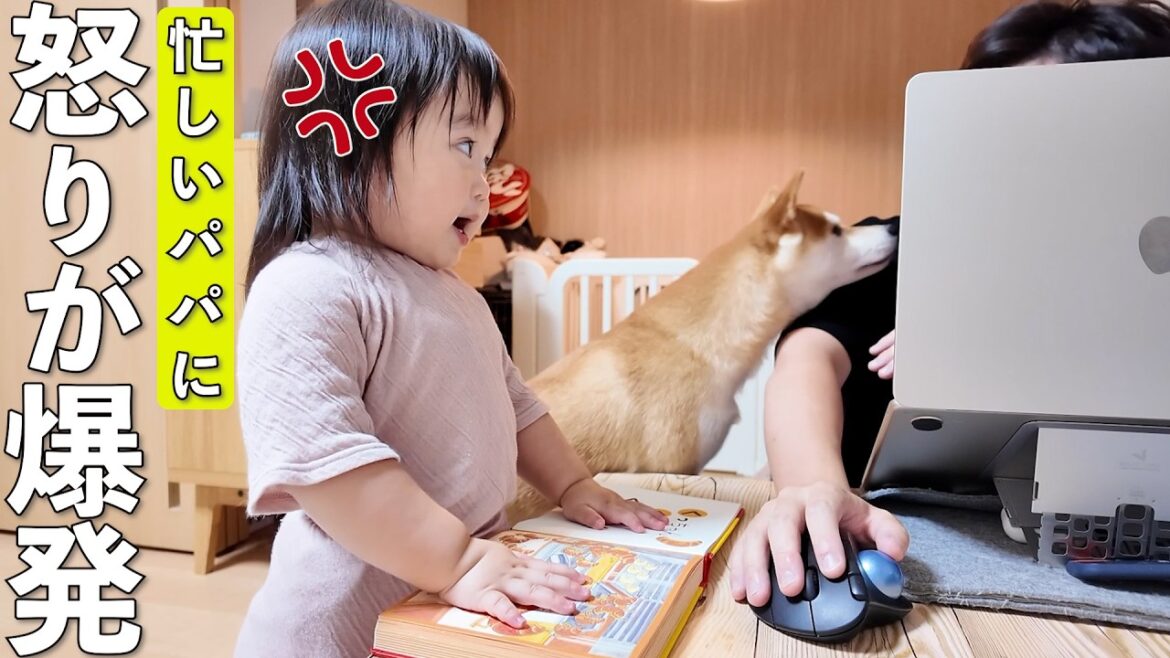 パパに無視されてブチギレた柴犬と1歳児の反撃が可愛すぎましたw