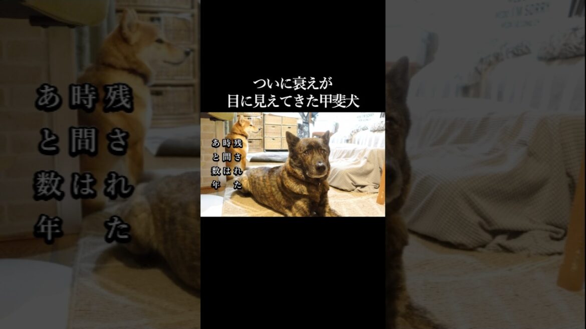 いよいよ衰えが目に見えてきた甲斐犬 #甲斐犬 #柴犬 #youtubeshorts いよいよ衰えが目に見えてきた甲斐犬 #甲斐犬 #柴犬 #youtubeshorts