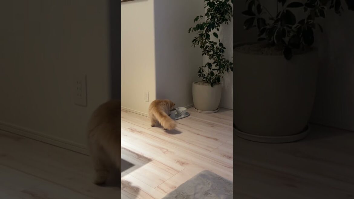 【掃除するねこ】スコティッシュフォールドロングヘアー