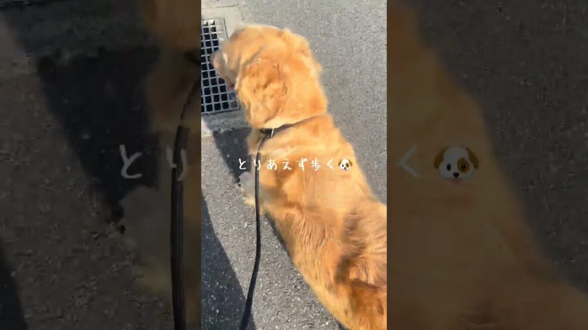 病院に向かう途中のそわそわゴールデンレトリバー ミラちゃん🐶 【茂原市の大型犬専門ブリーダー直売店 GRAND INU FARM】#犬のいる暮らし #ゴールデンレトリーバー #癒し