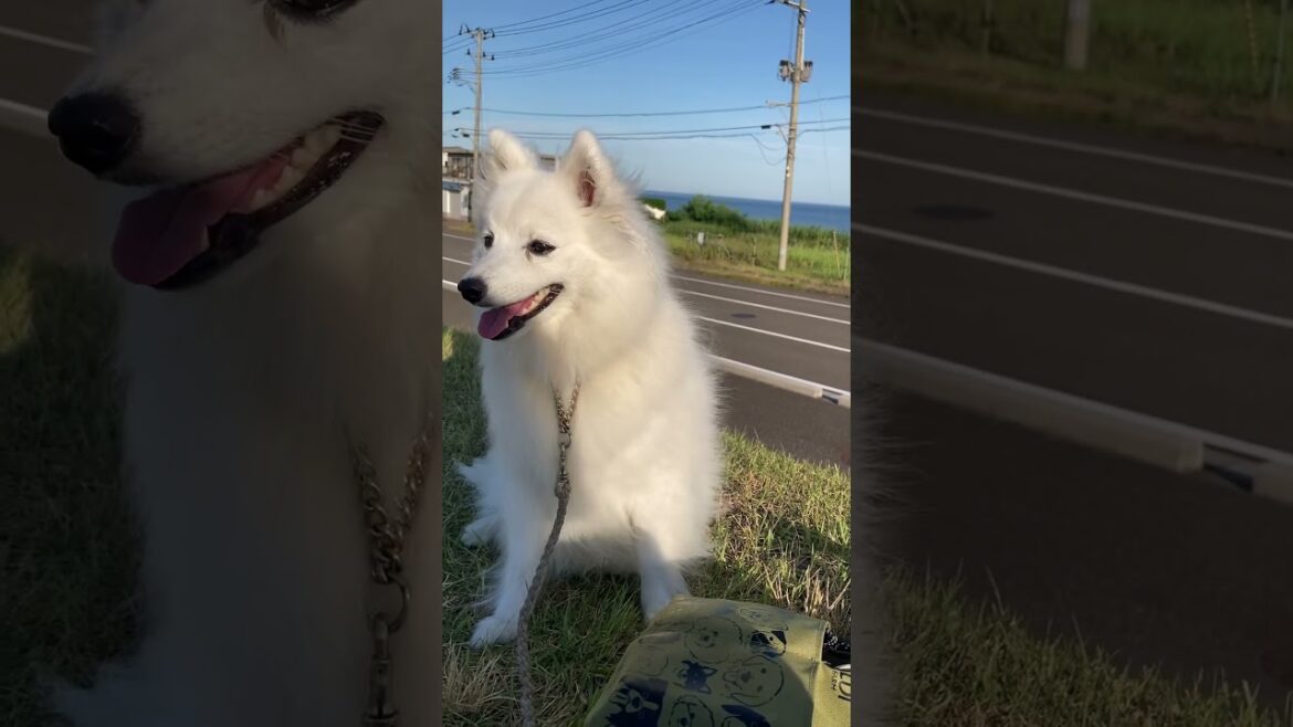 夏の朝散歩　#日本スピッツ #夏