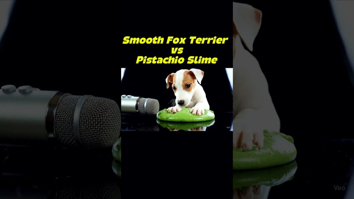 Smooth Fox Terrier Paws in Pistachio Slime! ASMR Smooth Fox Terrier Paws in Pistachio Slime! ASMR