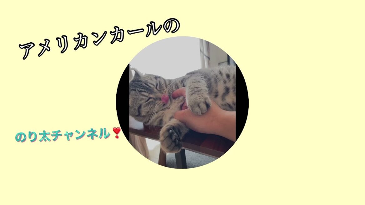 猫の『アメリカンカール⭐︎のり太』YouTubeデビュー 猫の『アメリカンカール⭐︎のり太』YouTubeデビュー