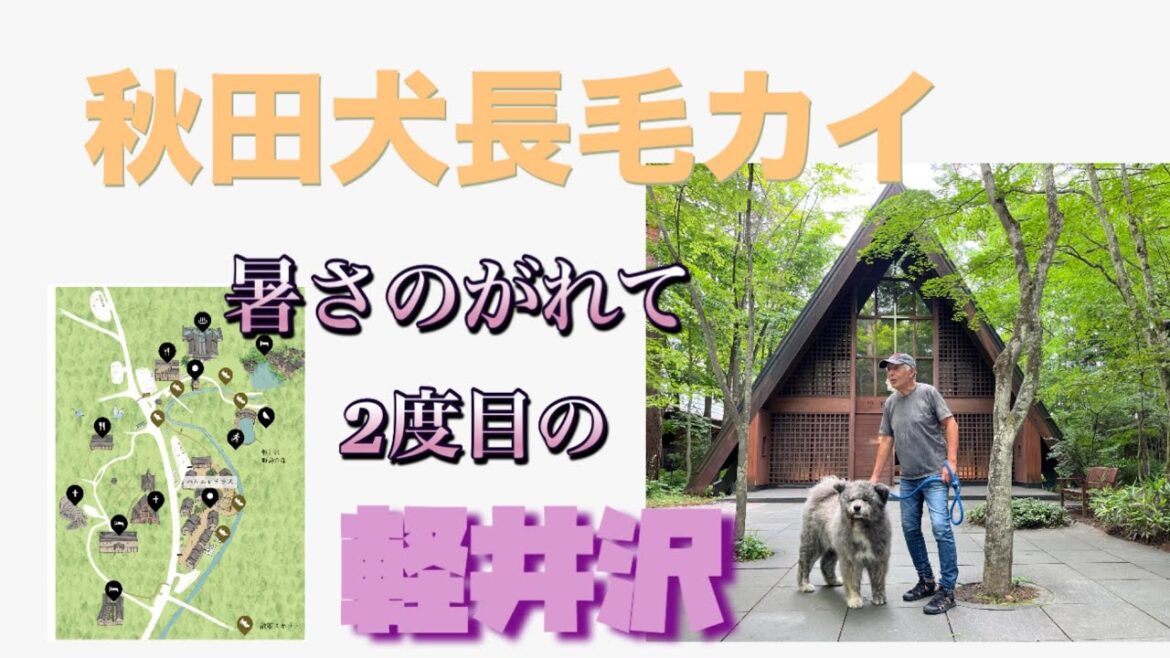 秋田犬長毛カイは暑さから逃れて軽井沢2度目の旅