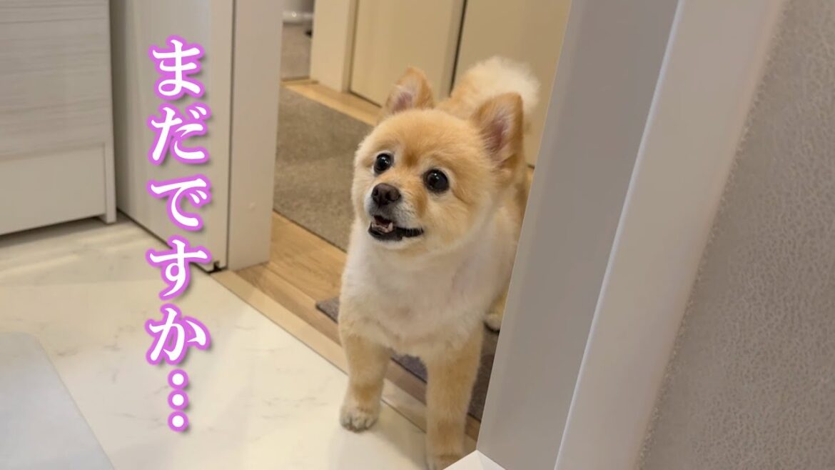 赤ちゃんのお風呂が心配で覗きに来るポメラニアンが可愛過ぎました…笑