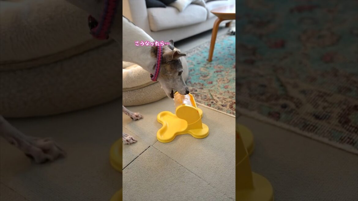 犬がガチャガチャの沼にハマるとこうなります【イタグレ】【ウィペット】#shorts #dog