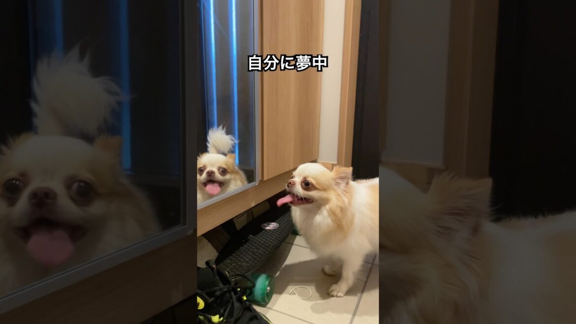 鏡に映った自分に夢中なチワワ!#shorts #dogshorts #夢中 #チワワ #犬 鏡に映った自分に夢中なチワワ!#shorts #dogshorts #夢中 #チワワ #犬