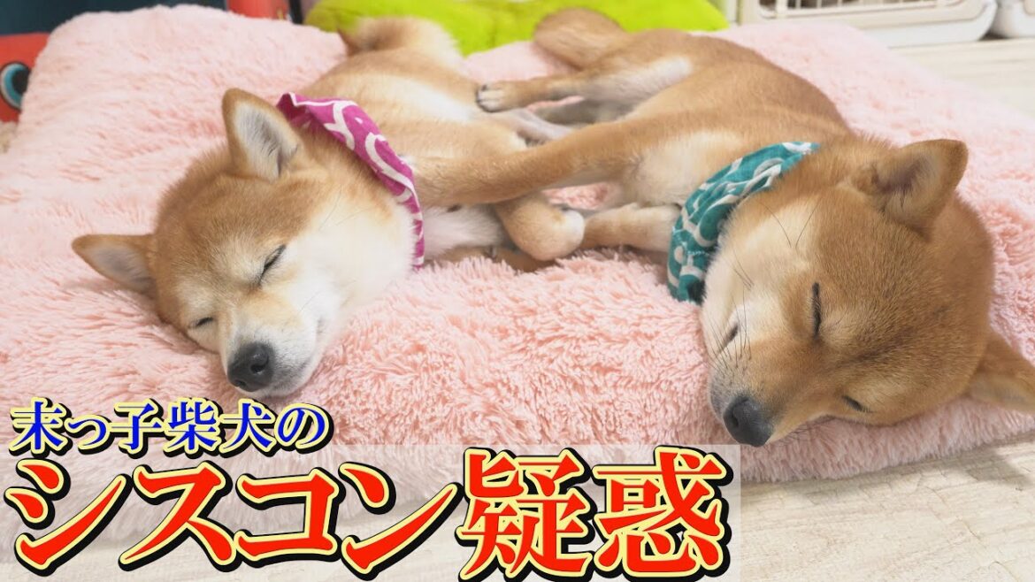 「お姉ちゃん愛」が強すぎる弟柴犬の行動が面白過ぎるので、ぜひご覧ください。