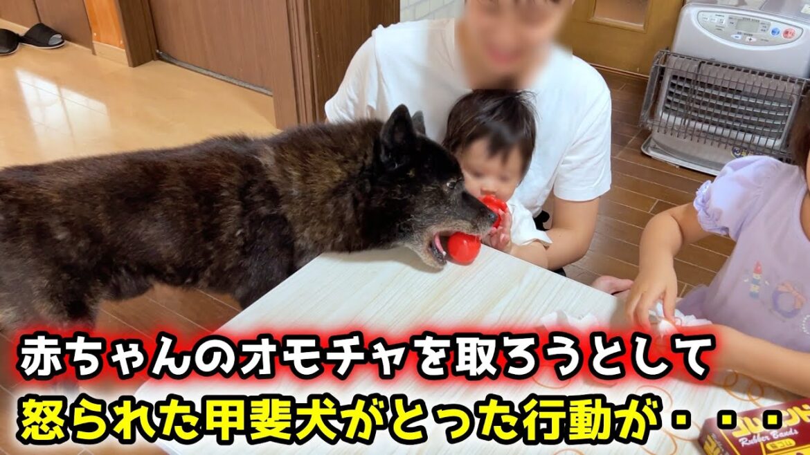 赤ちゃんのオモチャがどうしても欲しくて、甲斐犬が・・・ 赤ちゃんのオモチャがどうしても欲しくて、甲斐犬が・・・