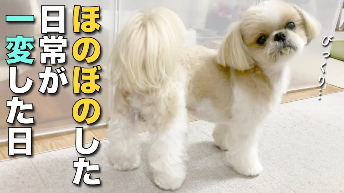 【シーズー】ほのぼのした日常が一変した日！動物病院へ【395】