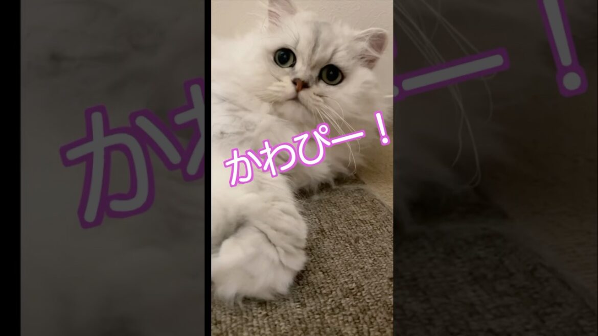 バレバレな所に隠れると…ひめちゃん編#ペルシャ猫 #cat #猫好きさんと繋がりたい #猫