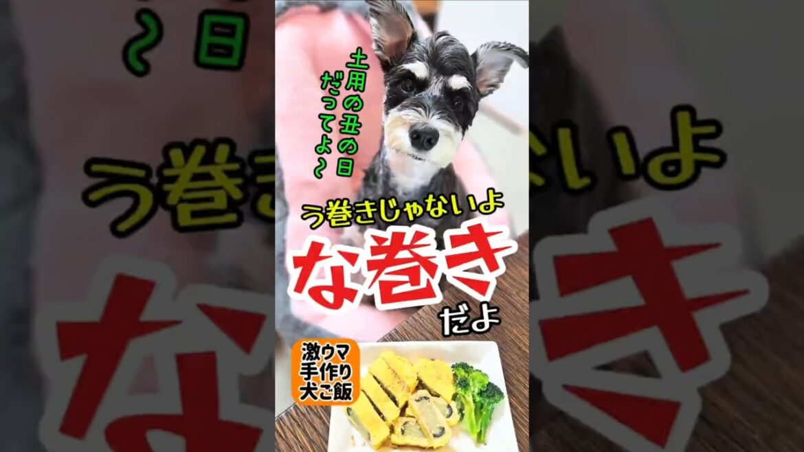 土用の丑の日!な巻き!めんま本日の激ウマ手作り犬ごはん【ミニチュアシュナウザー】#めんまのへや#わんこごはん#犬のいる生活 土用の丑の日!な巻き!めんま本日の激ウマ手作り犬ごはん【ミニチュアシュナウザー】#めんまのへや#わんこごはん#犬のいる生活