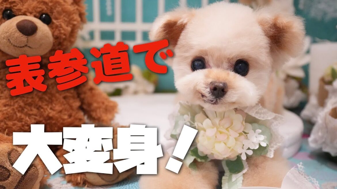 トリミングいったら見違えるほど可愛くなりました♪【トイプードル】